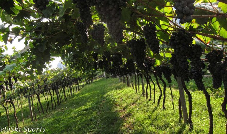 veloski-italy-bicycle-tours-dolomites-wine-grapes-vineyard_1400x786-7-761x450